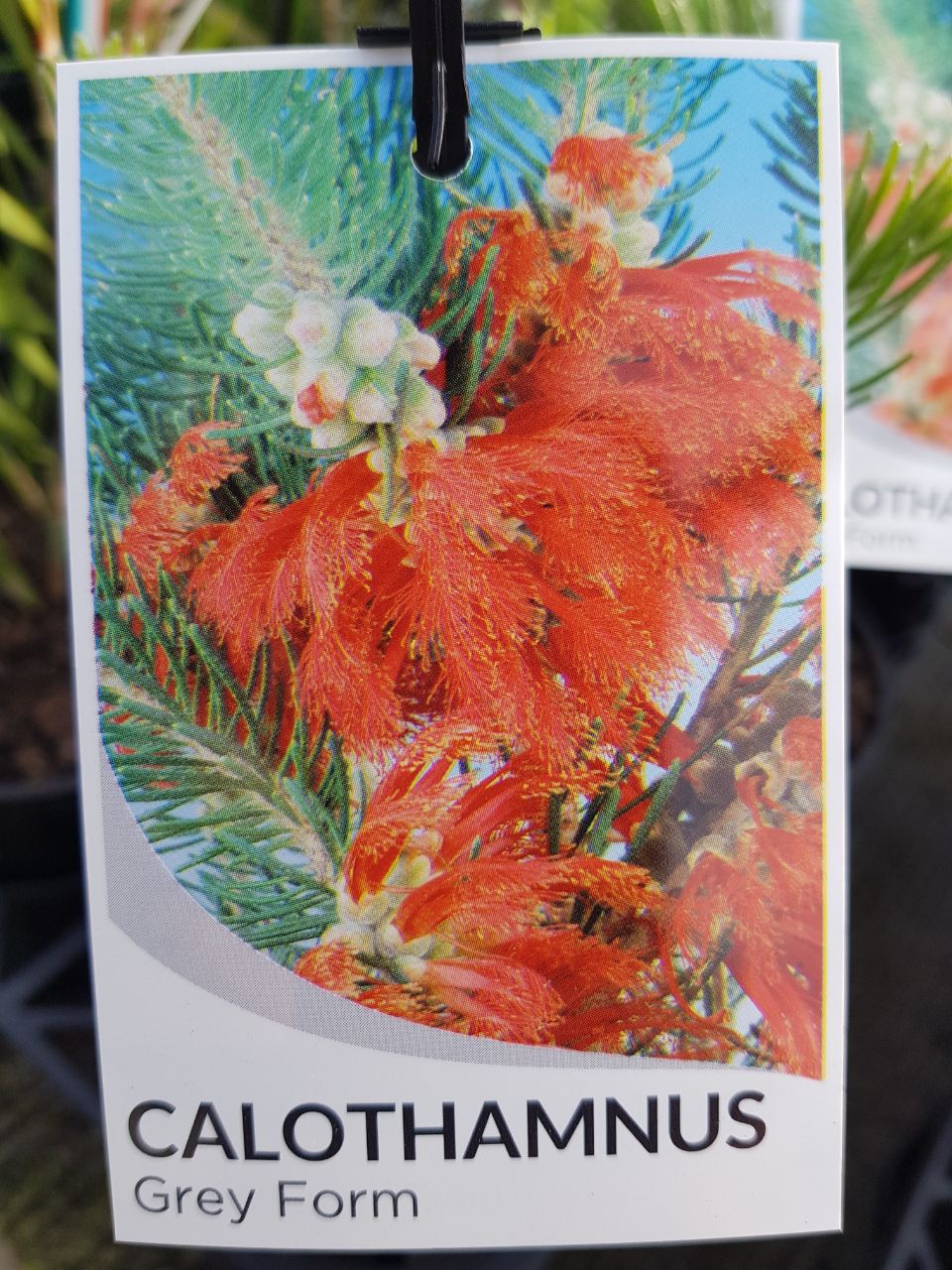 Calothamnus - Grey Form - One Red Hill